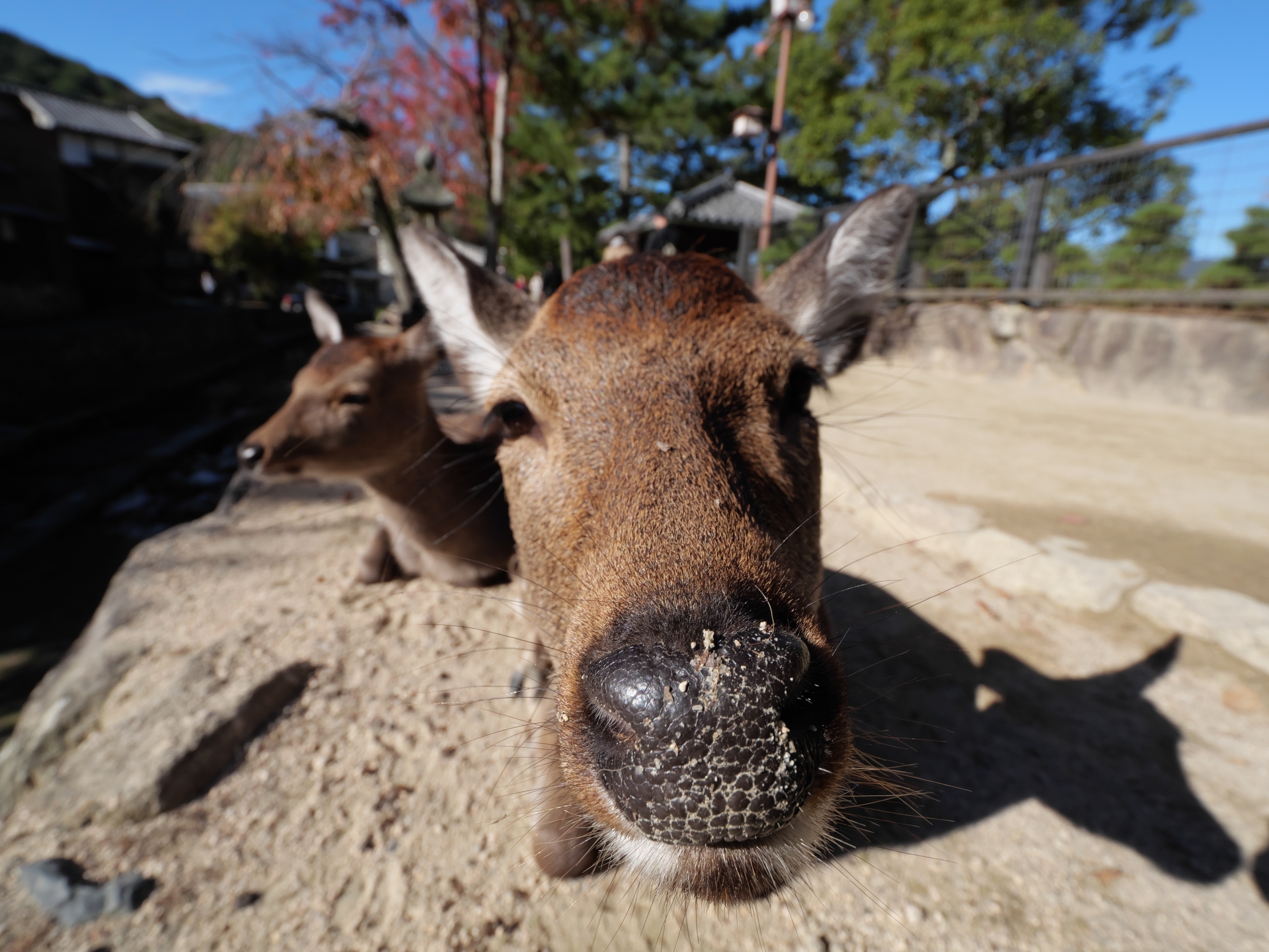 広島の四季を楽しむ庭づくりの画像
